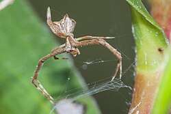 Cape camel-back spider (Menneus capensis) 5.jpg