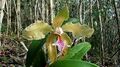 Cattleya granulosa Lindl. - Flickr - Alex Popovkin, Bahia, Brazil (14).jpg
