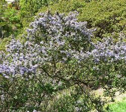 Ceanothus impressus 1.jpg