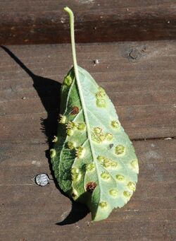 Cedar apple rust heavily infected leaf underside.JPG