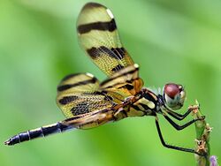 Celithemis eponina-female lateral.jpg