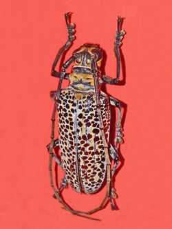 Cerambycidae - Rosenbergia rufolineata.jpg