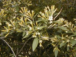 Cestrum parqui 2.jpg