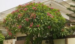 Champa tree with pink flowers in Islamabad, Pakistan.jpg