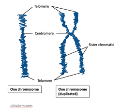 Chromosome structure.png