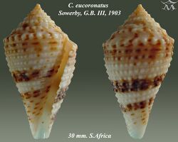 Conus eucoronatus 1.jpg