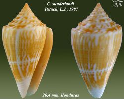 Conus sunderlandi 1.jpg