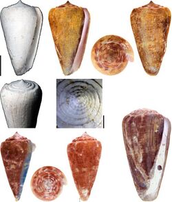 Conus zambaensis.jpg