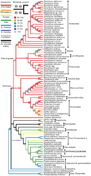 File:Cooper et al. parsimony analyses consensus tree for anthracobunid phylogeny.png