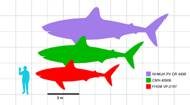Illustration of silhouettes of a human and three C. mantelli sharks that are in scale
