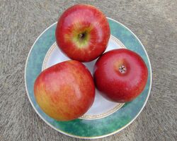 Cripps Red (Sundowner) apples, labels hidden.jpg