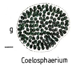 Cyanobacteriaunicellularandcolonial020 Coelospaerium.jpg