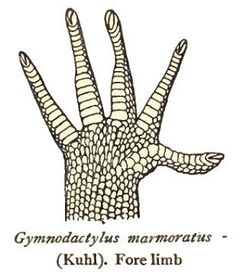 CyrtodactylusMarmoratusForelimb.jpg