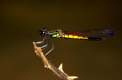 Damsel fly male amarpur Tripura 2009 11 20 9 116 1 (4456412603).jpg