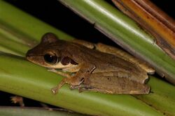 Dark-eared frog (Polypedates macrotis).jpg