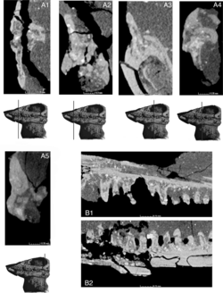 Elachistosuchus teeth.PNG