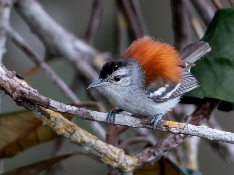 File:Euchrepomis spodioptila - Ash-winged antwren (male); Manaus, Amazonas, Brazil.jpg