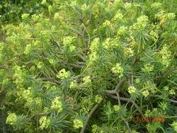 Euphorbia lambii.jpg
