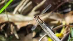 Female Austroargiolestes amabilis.jpg