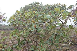 Ficus trichopoda 50125609.jpg