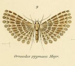 Fig.09-Alucita pygmaea.JPG