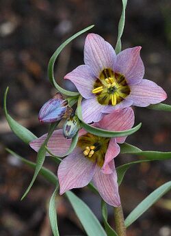 Fritillaria gibbosa.jpg