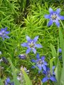 Gentiana paradoxa (9896312956).jpg