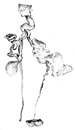 The uncoiled reproductive system of the slug, showing three blunt-ended sacs attached to one large duct and one much finer one