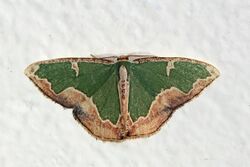 Geometrid moth (Oospila venezuelata).jpg