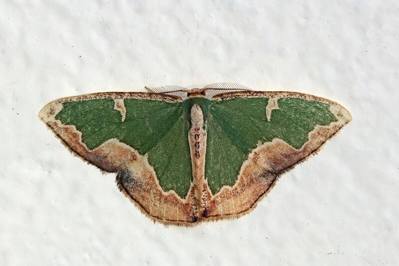 File:Geometrid moth (Oospila venezuelata).jpg