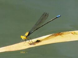 Gold-fronted riverdamsel 0258.jpg