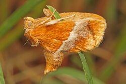 Graceful Slug Moth - Lithacodes gracia, Meadowwood Farm SRMA, Mason Neck, Virginia.jpg