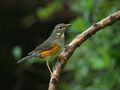 Grey-backed Thrush 0739.jpg