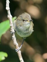 Grey warbler perched on a twig.jpg