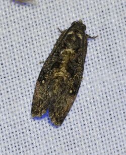Gymnandrosoma punctidiscanum - Dotted Ecdytolopha Moth (14154003678).jpg