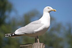 Herring gull.JPG