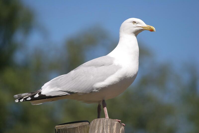 File:Herring gull.JPG