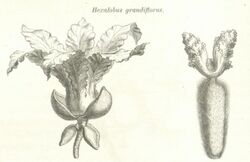 Hexalobus grandiflorus.jpg