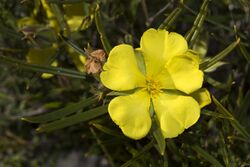 Hibbertia striata.jpg