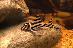 Hypancistrus Zebra Pleco Juvenile.jpg