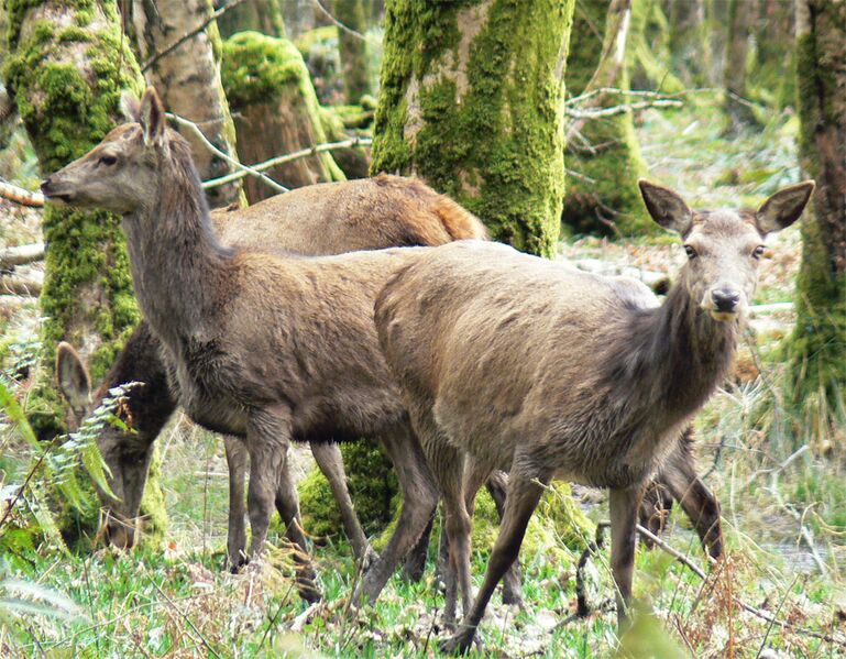 File:Irl-female red deer Killarney.jpg
