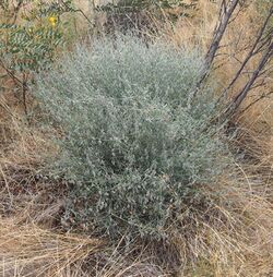 Isotropis wheeleri.jpg