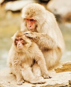 Japanese Snow Monkey (Macaque) Mother Grooms Her Young.jpg