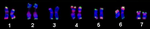 Karyotype of cucumber (Cucumis sativus).png