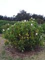 King Protea bush.jpg