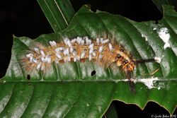 Lappet moth caterpillar parasited by braconid wasps (Apanteles sp.) (5050724084).jpg