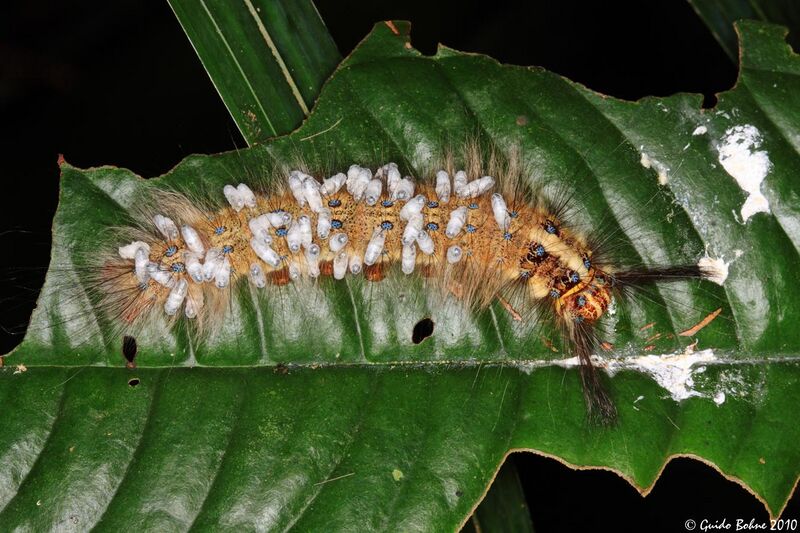 File:Lappet moth caterpillar parasited by braconid wasps (Apanteles sp.) (5050724084).jpg