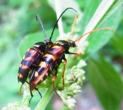 Leptura aurulenta couple.jpg