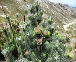 Leucadendron album 15319583.jpg