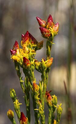 Leucadendron olens 11576166.jpg